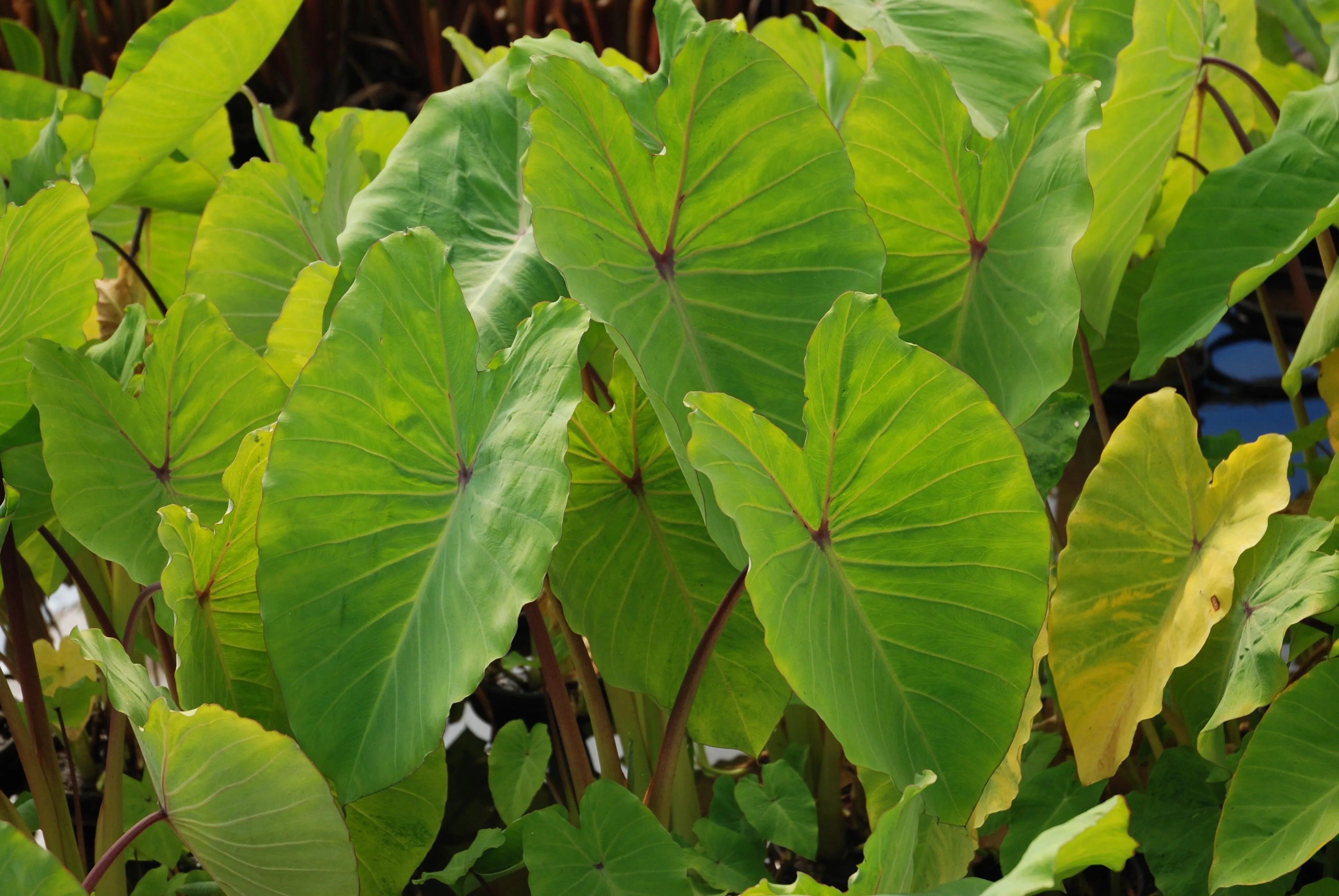 Colocasia esculenta 'Elena' (Lime - yellow taro) (Bare Root)