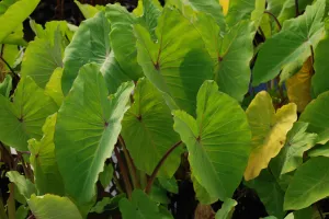 Colocasia esculenta 'Elena' (Lime - yellow taro) (Bare Root)