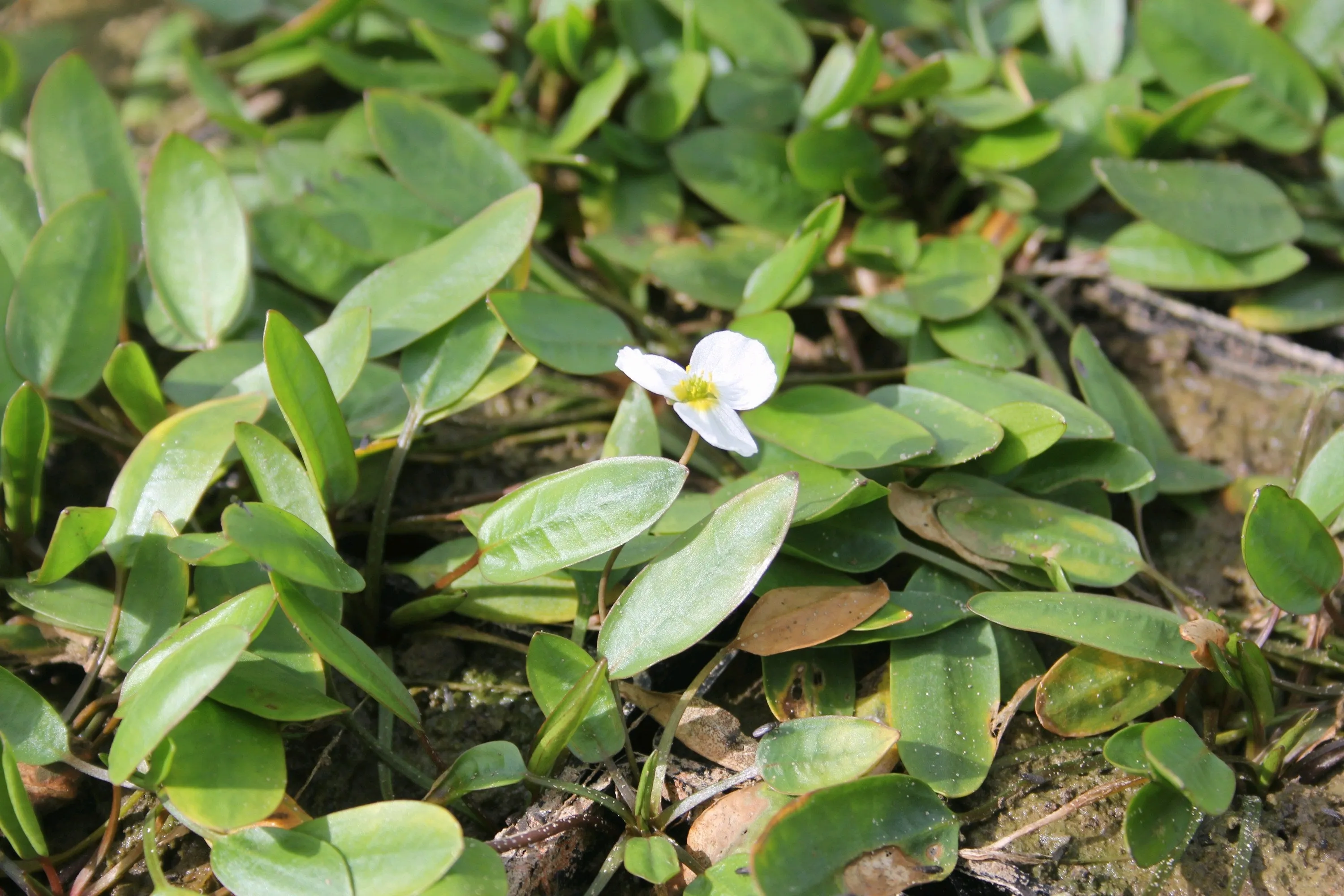 Floating Water Plantain (Luronium natans)