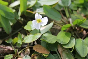 Floating Water Plantain (Luronium natans)