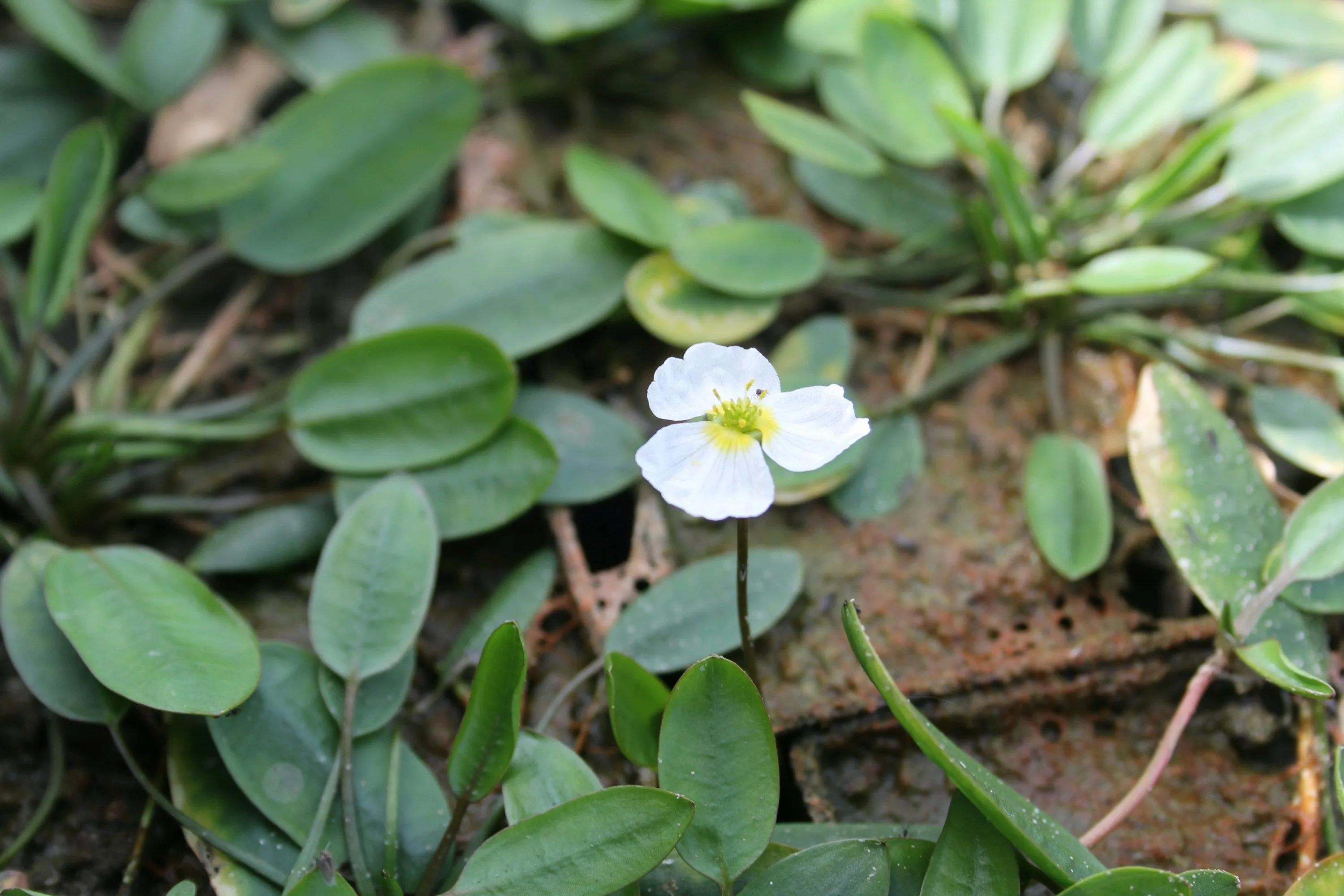 Floating Water Plantain (Luronium natans)