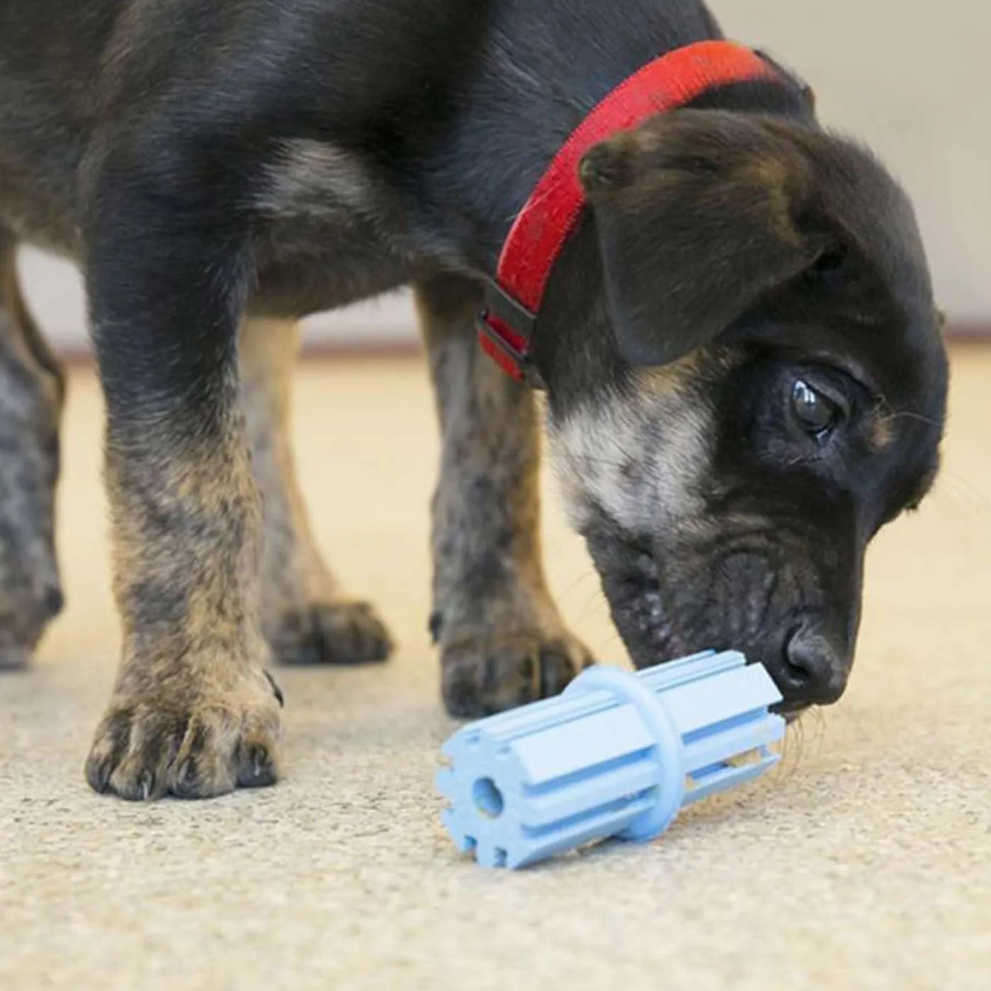 KONG Puppy Assorted Teething Stick