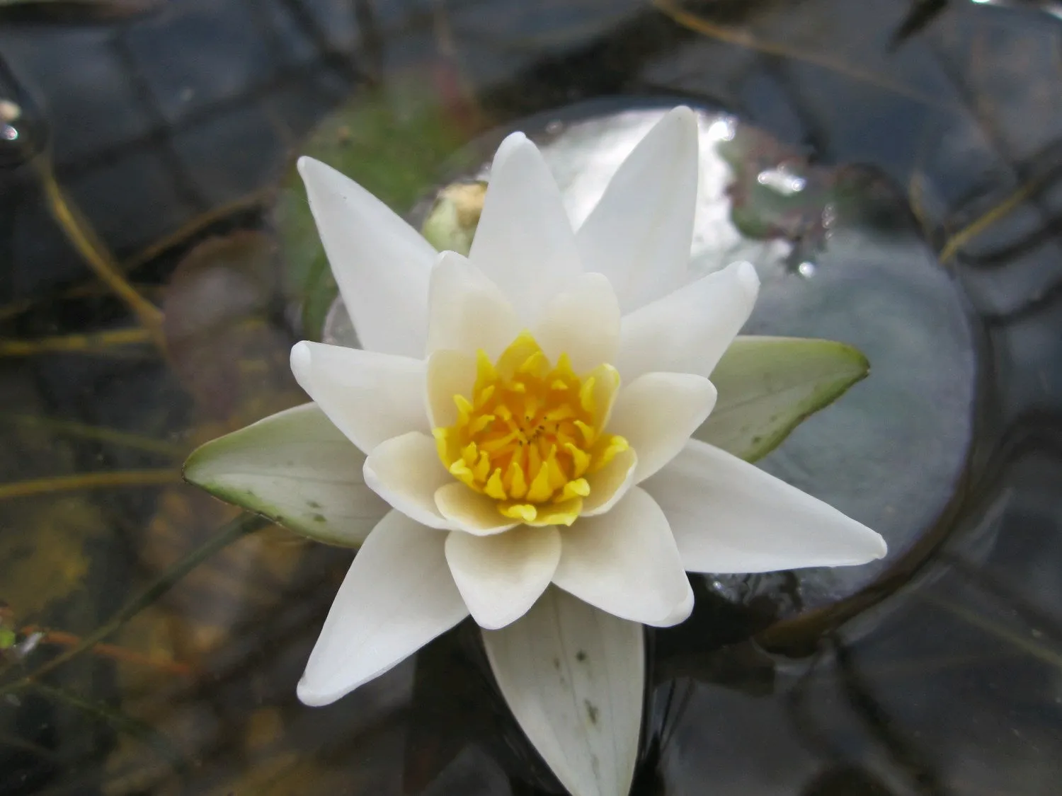 Nymphaea 'Pygmaea Alba' Water Lily